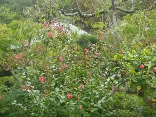 浄光明寺の自然