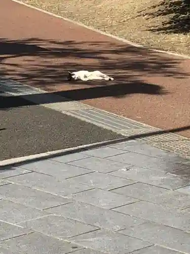 櫻岡大神宮の動物