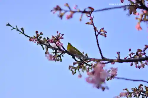 桜神宮の自然