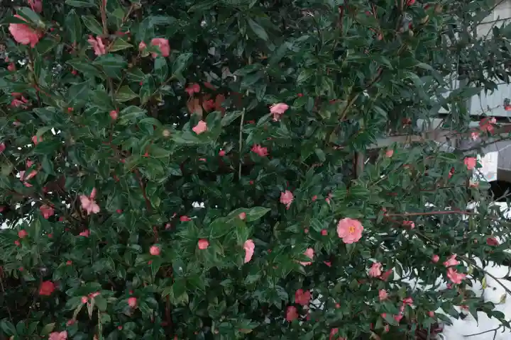 曽根神社の自然