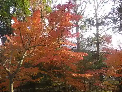 鶴岡八幡宮の自然