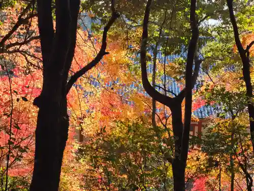 観心寺(大阪府)