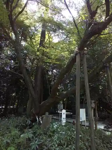 北野天神社の自然