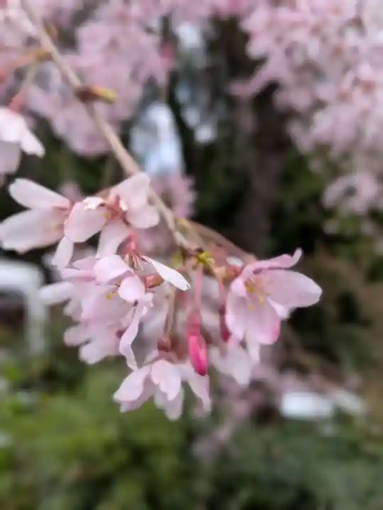 阿佐ヶ谷神明宮(東京都)