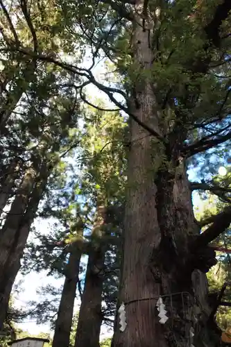 日光二荒山神社の自然