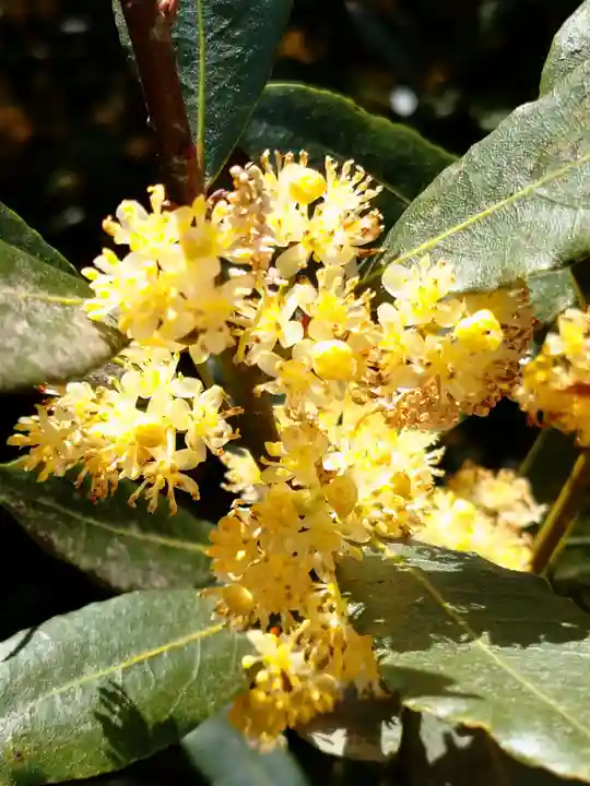 咲前神社の自然
