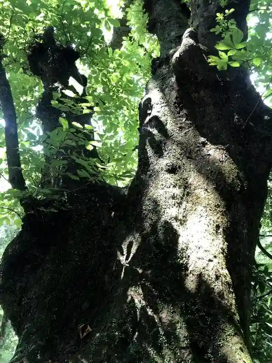 小原井神社の自然