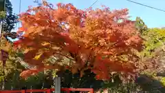 大田神社（賀茂別雷神社境外摂社）の自然