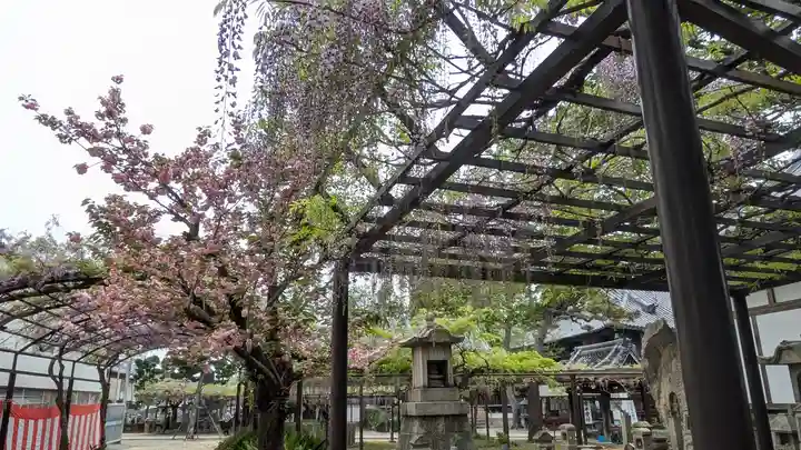 葛井寺(大阪府)