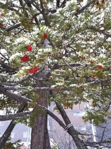 北海道神宮頓宮の自然