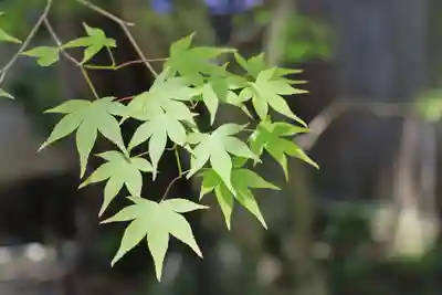 法界寺(日野薬師)(京都府)