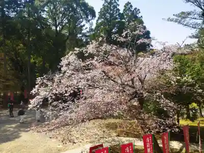醍醐寺(京都府)