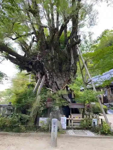 葛城一言主神社(奈良県)