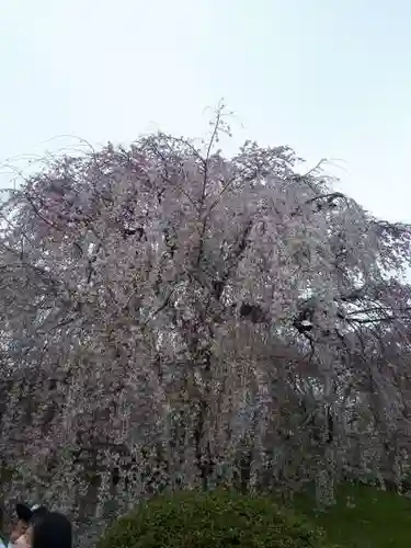 八坂神社(祇園さん)(京都府)