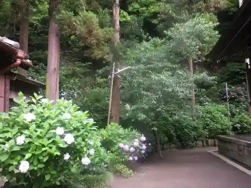 御霊神社の自然