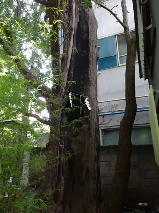 東神奈川熊野神社の自然