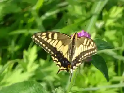 高倉神社の動物