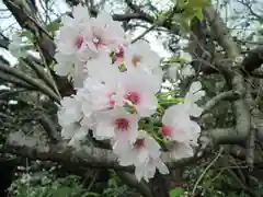 屋久島大社の自然