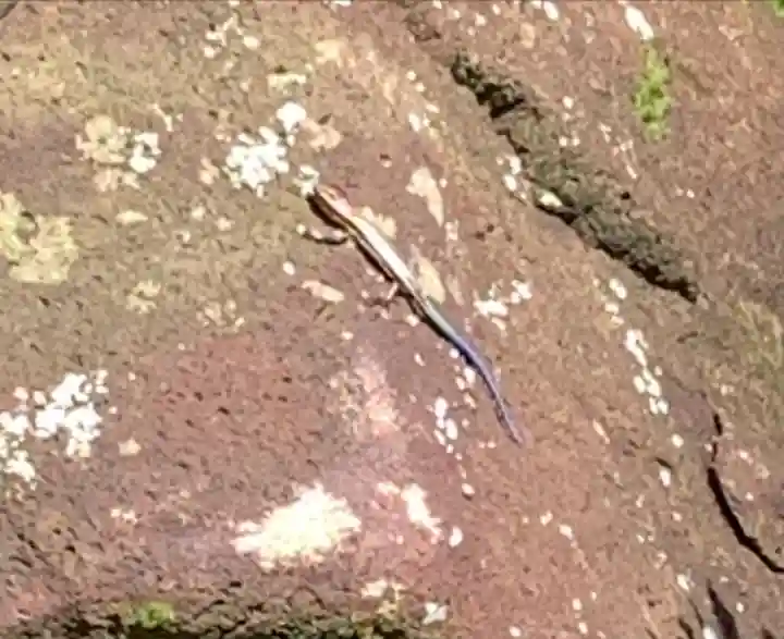 徳善院明王密寺(福島県)