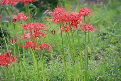 八幡神社(岩窪切岸城址)の自然