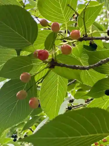 粟嶋堂宗徳寺の自然