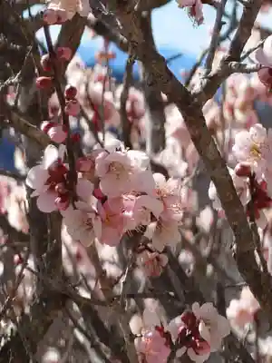 宝登山神社奥宮(埼玉県)