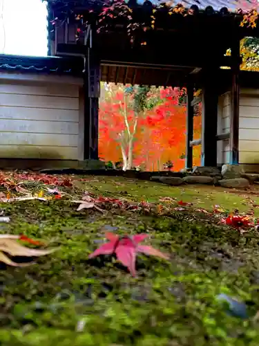 円光寺の山門