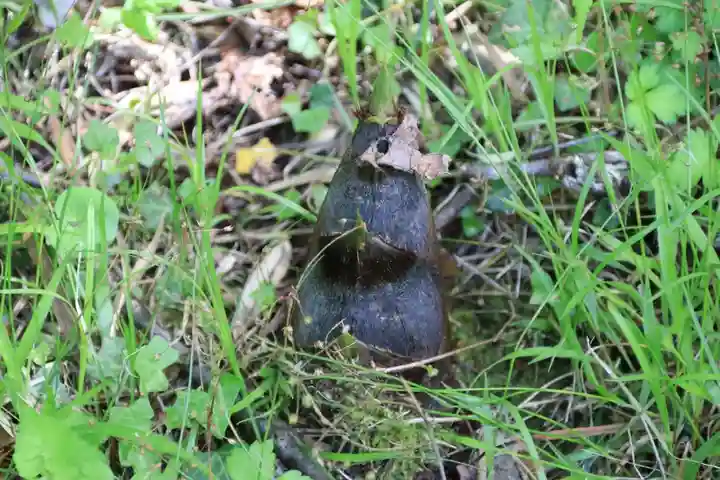 三渡神社の自然