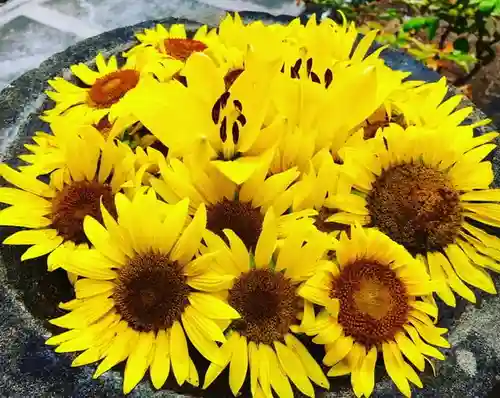 真言宗　善通寺派　薬王寺の手水舎