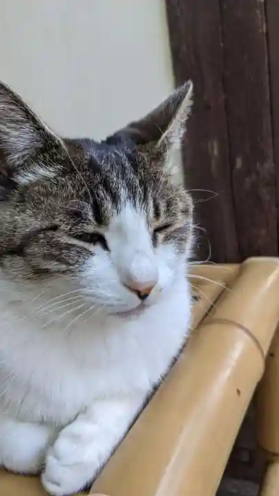 玉野御嶽神社の動物