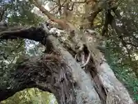 八坂神社の自然