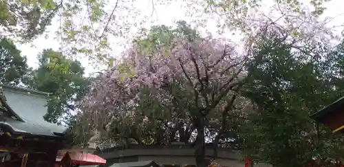 冠稲荷神社の自然