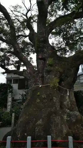 五所神社の自然