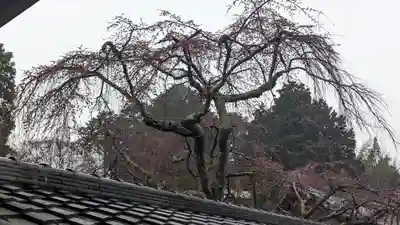 十輪寺(京都府)