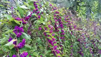 平野神社(京都府)