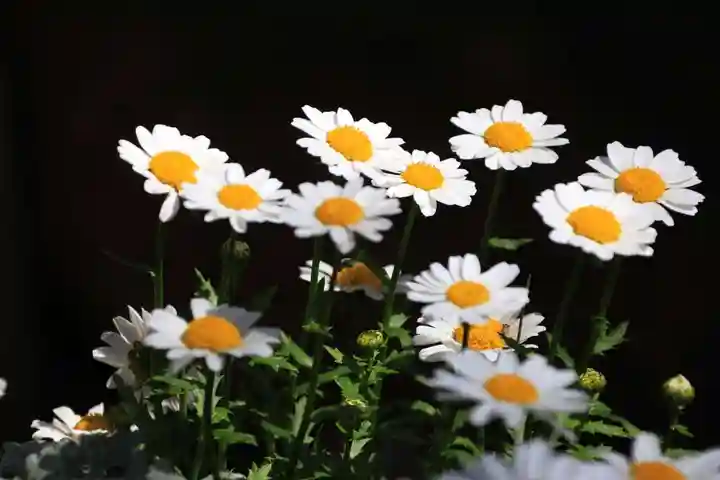 御嶽山神社の自然