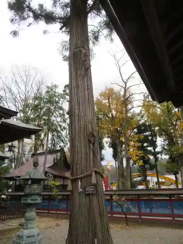 飛騨天満宮の自然