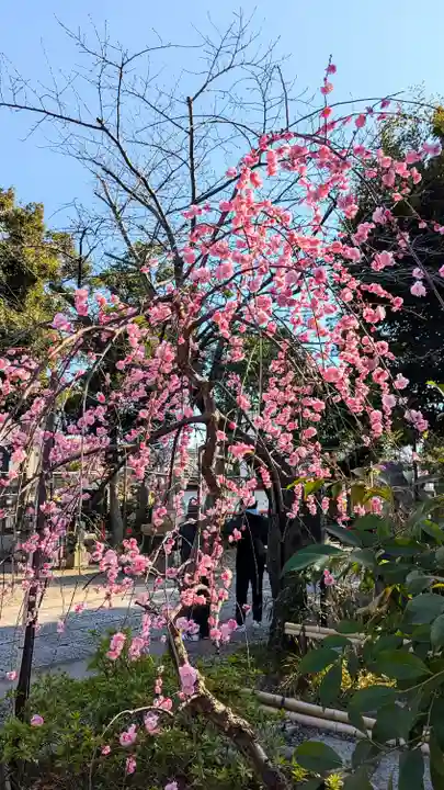 菊田神社の自然