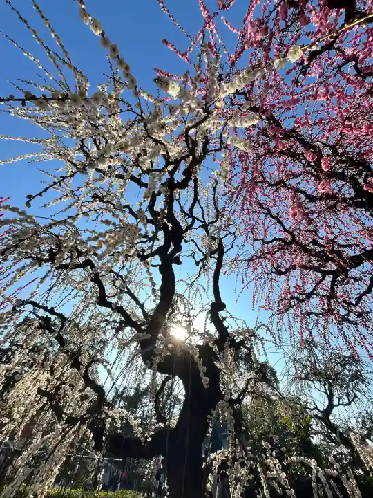 結城神社の{uncategorized: "未分類", other: "その他", undefined: "問題あり", building: "その他建物", grave: "お墓", sacred_gate: "鳥居", guardian: "狛犬", statue: "像", buddha: "仏像", history: "歴史", nature: "自然", garden: "庭園", animal: "動物", pagoda: "塔", temizu: "手水舎", mountain_gate: "山門・神門", sanctuary: "本殿・本堂", subordinate: "末社・摂社", art: "芸術", scenery: "景色", jizo: "地蔵", ema: "絵馬", goshuin: "御朱印", omikuji: "おみくじ", items: "授与品その他", amulet: "お守り", goshuincho: "御朱印帳", eats: "食事", festival: "お祭り", votive_dance: "神楽", shichigosan: "七五三参", wedding: "結婚式", experience: "体験その他", initially: "初詣", around: "周辺", anti_infection: "感染症対策"}