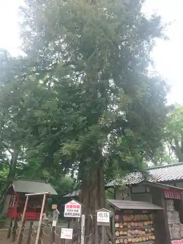 白岡八幡神社の自然