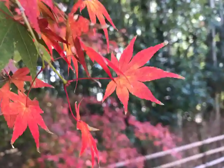 祇王寺(京都府)