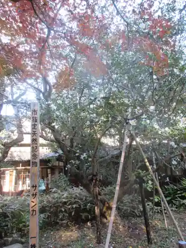 安國論寺（安国論寺）の自然