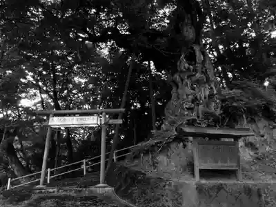 毛津神社の自然