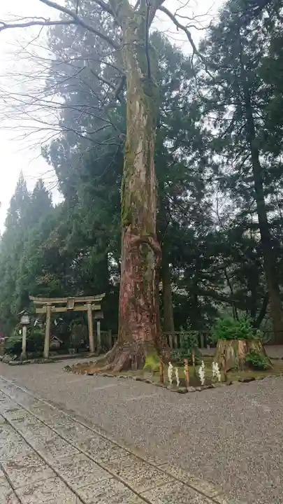 白山比咩神社の自然