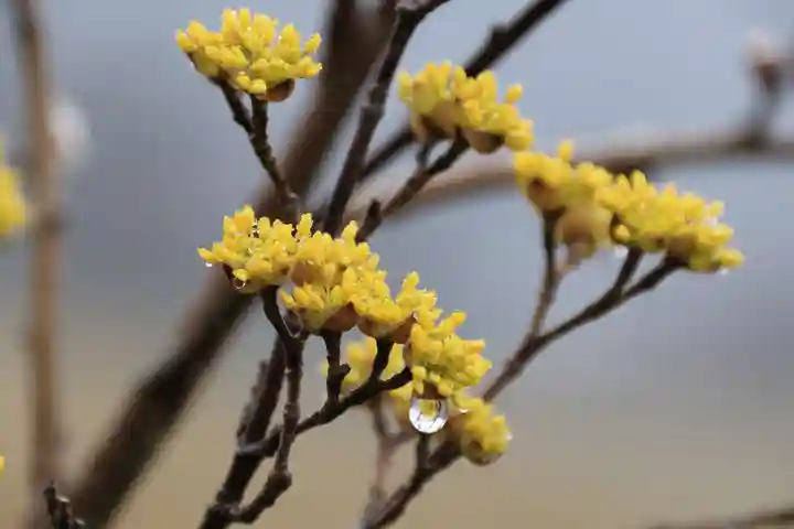 高司神社〜むすびの神の鎮まる社〜の自然