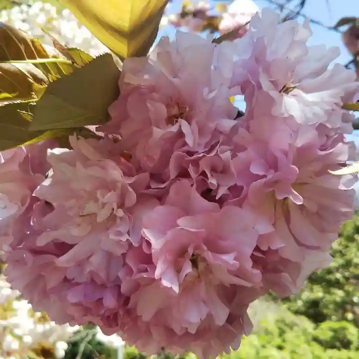 光丸山 法輪寺の自然