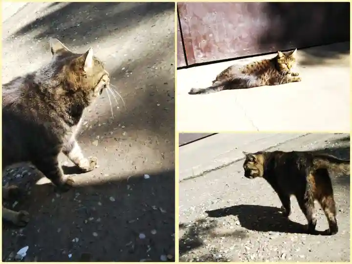 小野照崎神社の動物
