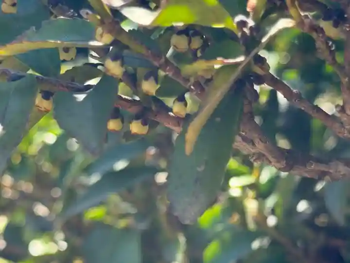 西方山極楽寺(岐阜県)