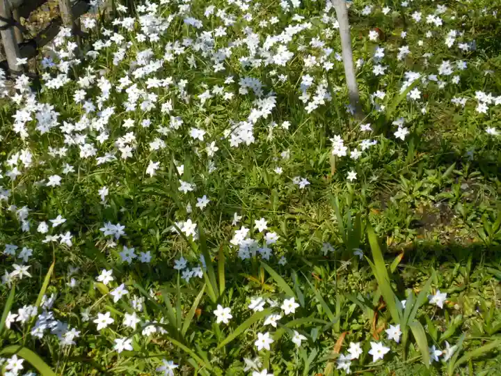 極楽寺(霊鷲山感應院極楽律寺)の自然