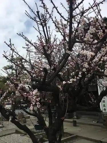 徳正寺の自然